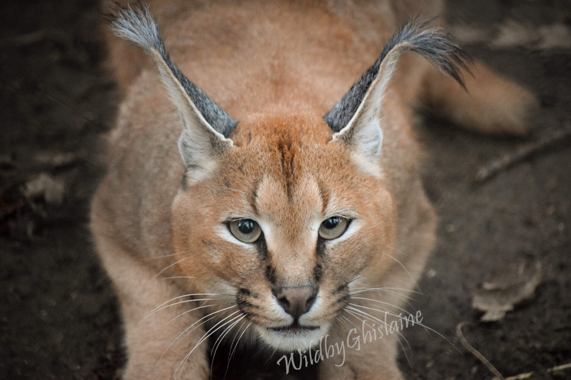 Picture 4 (Caracal)