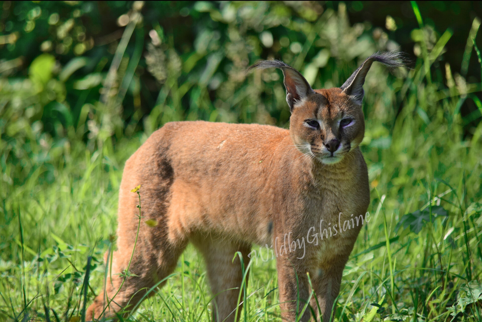 Picture 9 (Caracal)