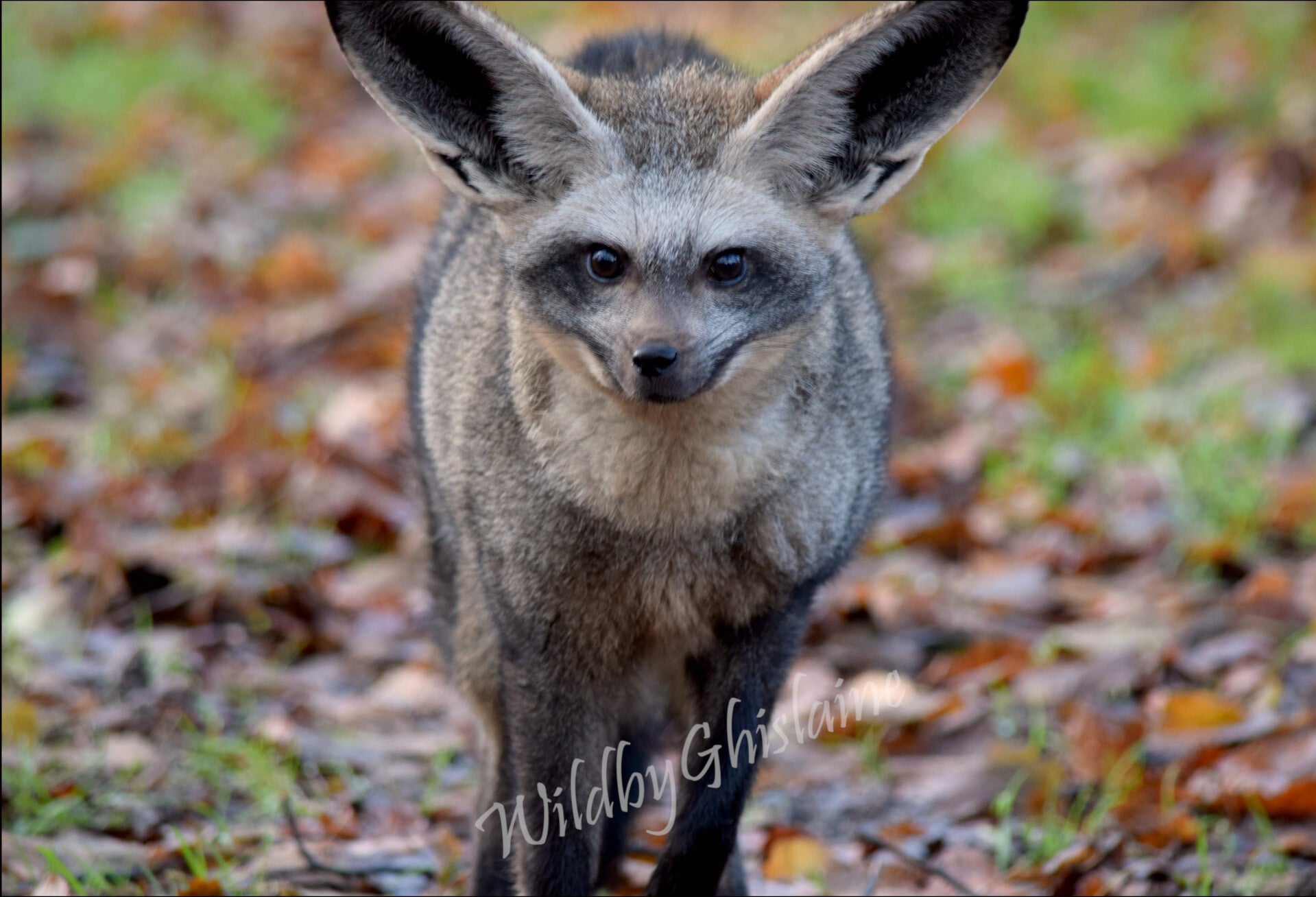 Picture 5 (Bat-Eared Fox)