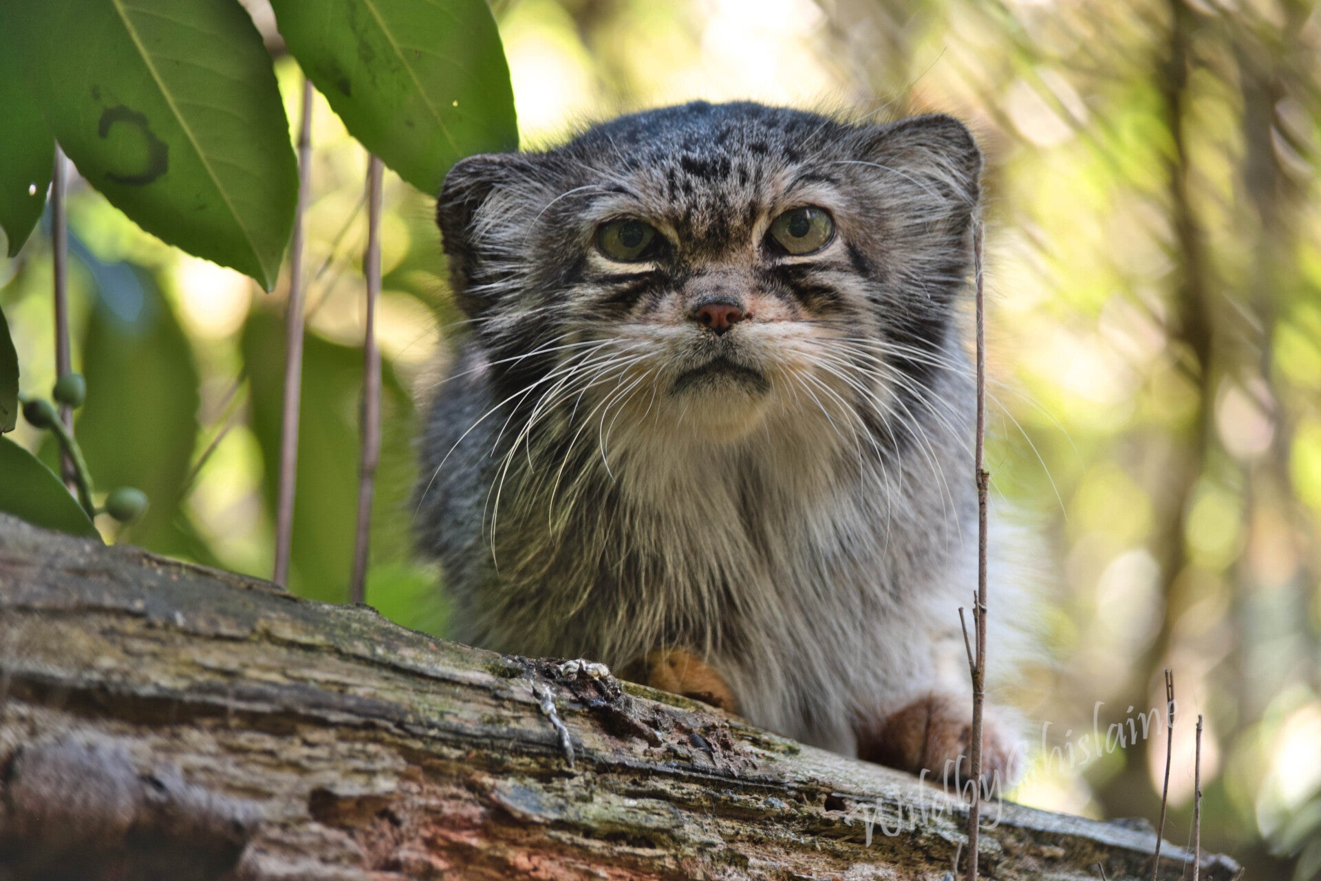 Picture 11 (Pallas' Cat)