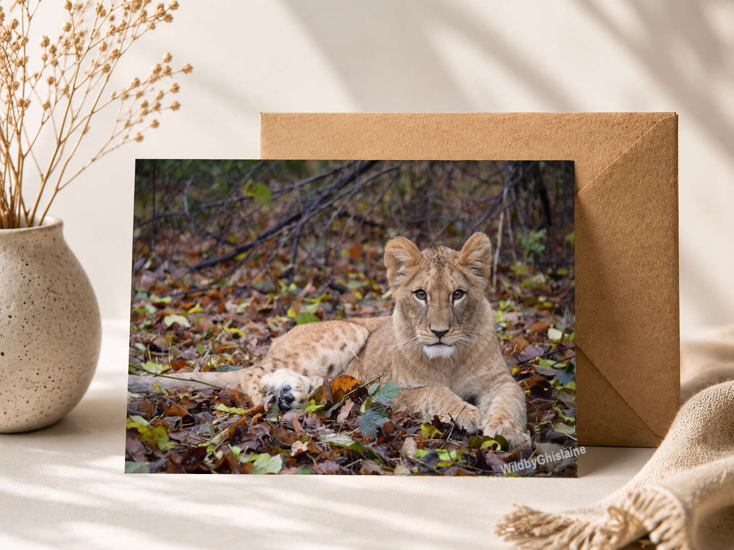 African Lion | wildlife greetings cards