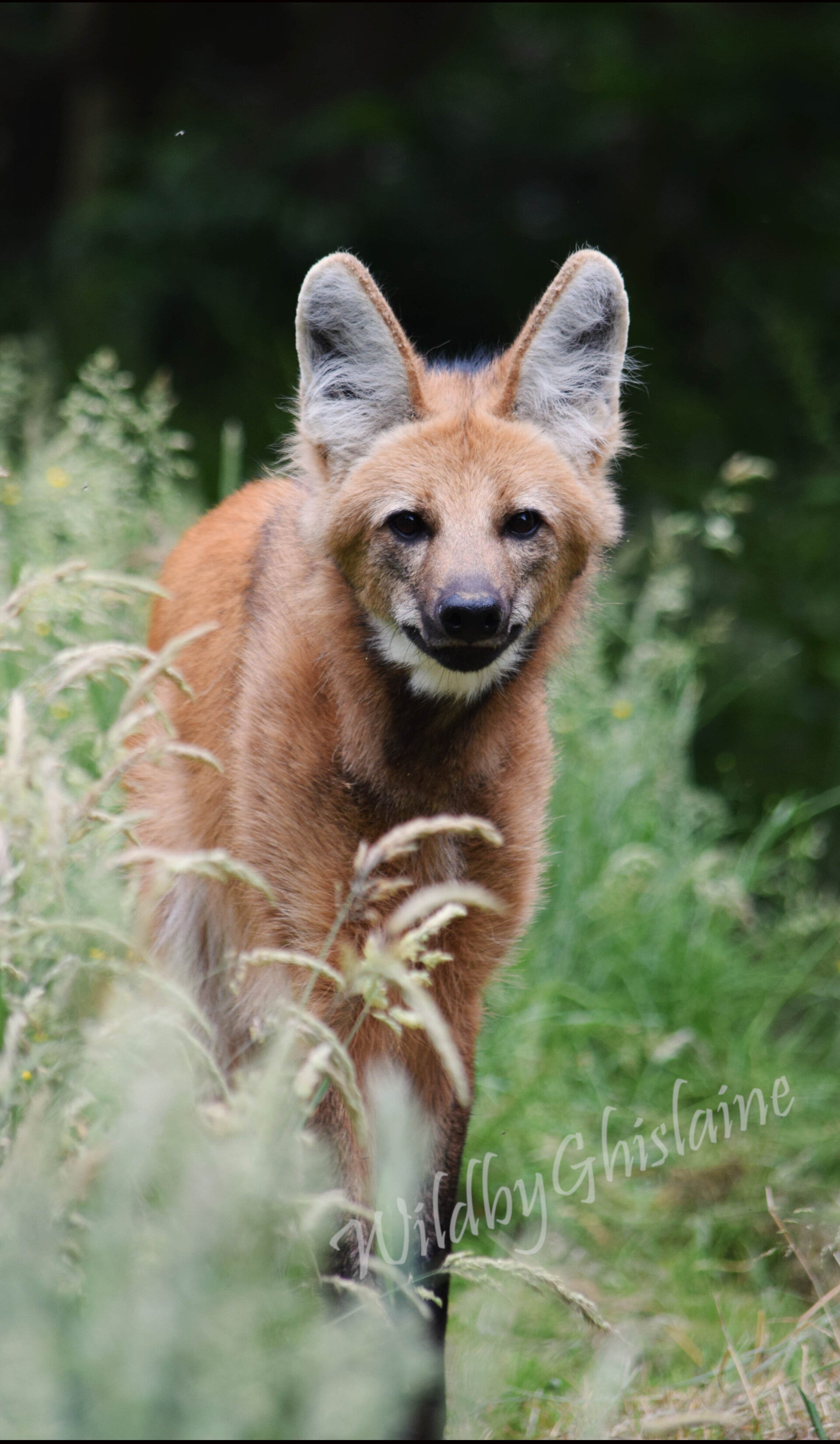 Picture 9 (Maned Wolf)
