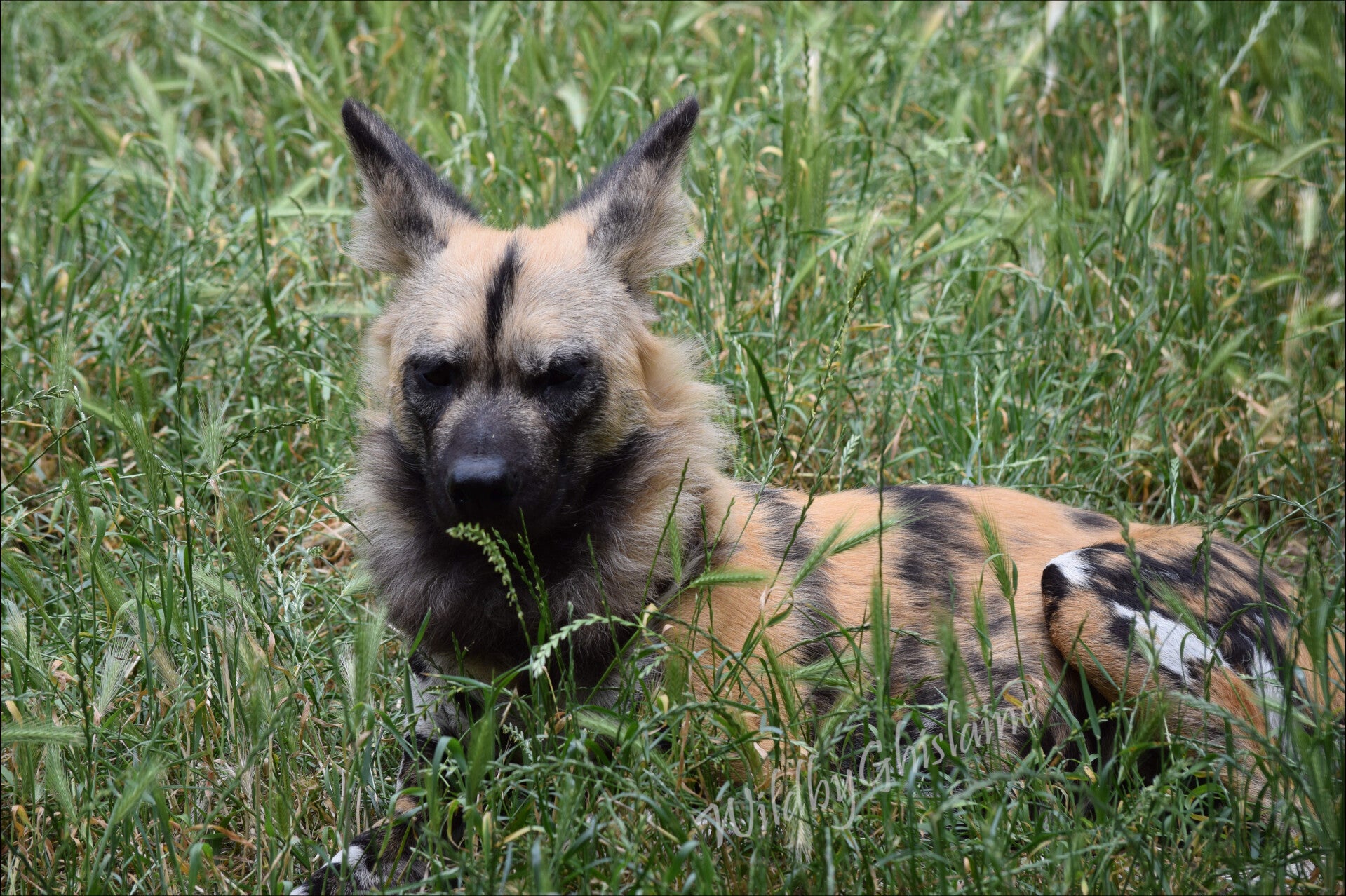 Picture 4 (African Painted Dog)