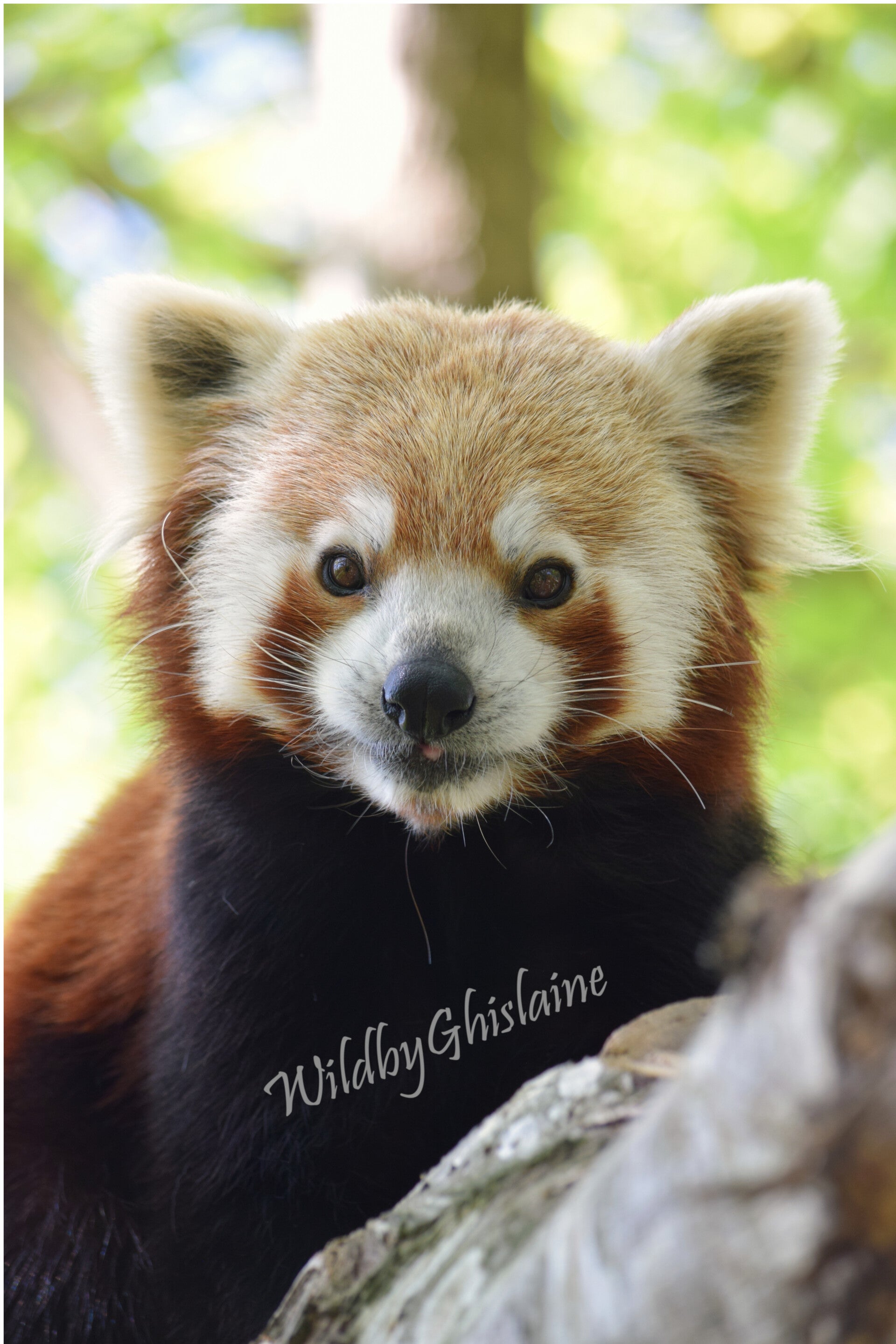 Picture 7 (Red Panda)
