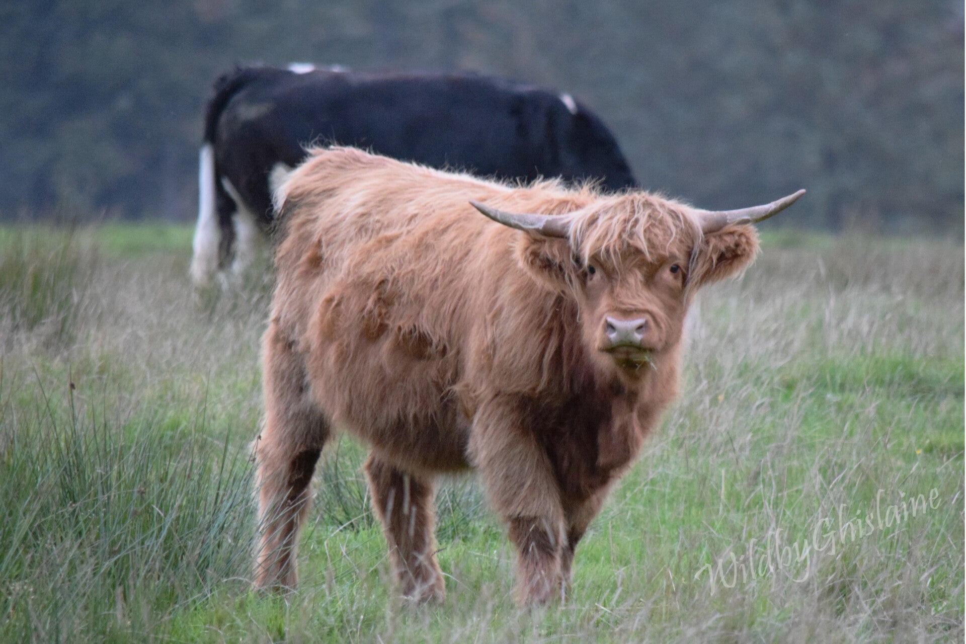 Picture 2 (Highland Cow)