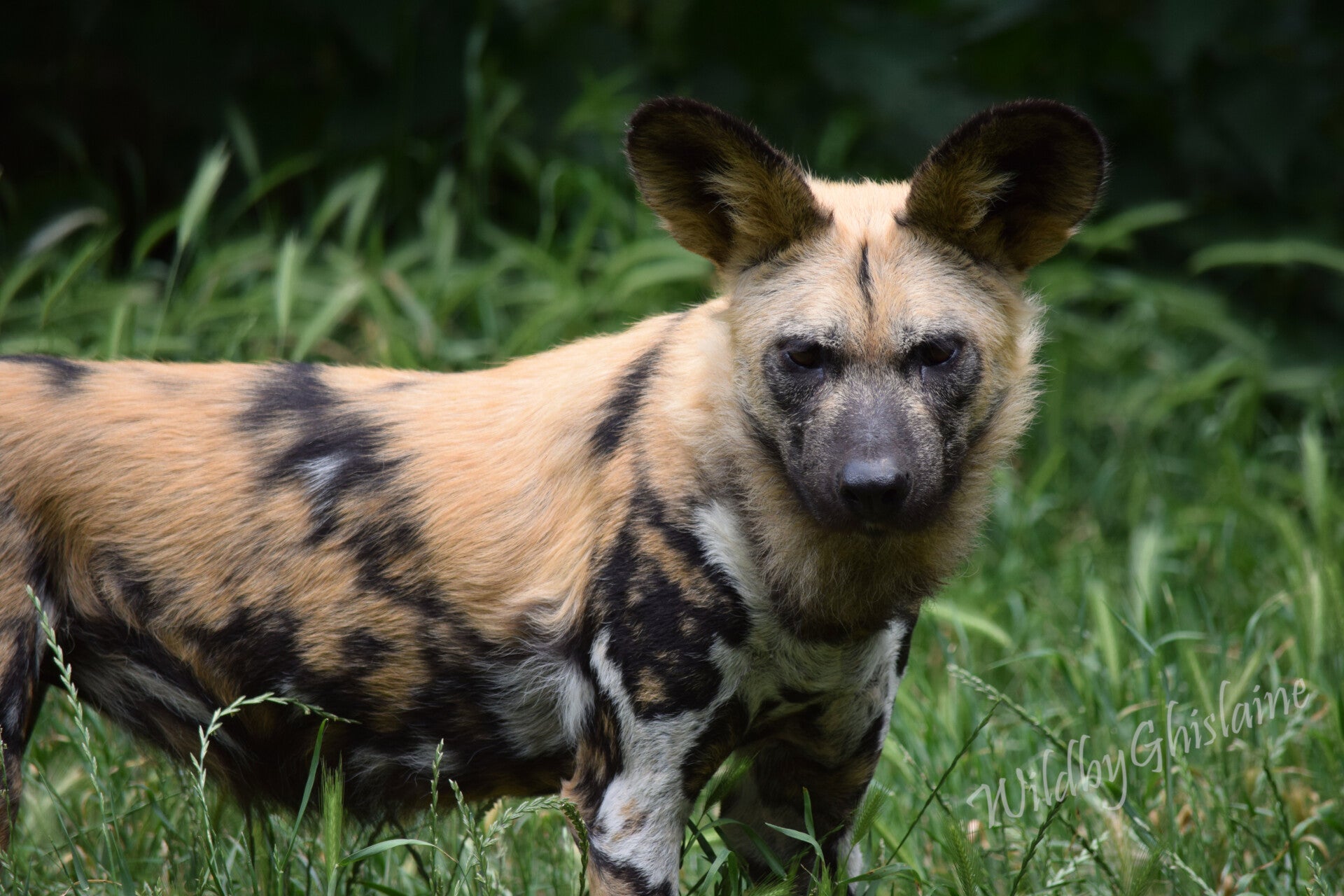 Picture 3 (African Painted Dog)