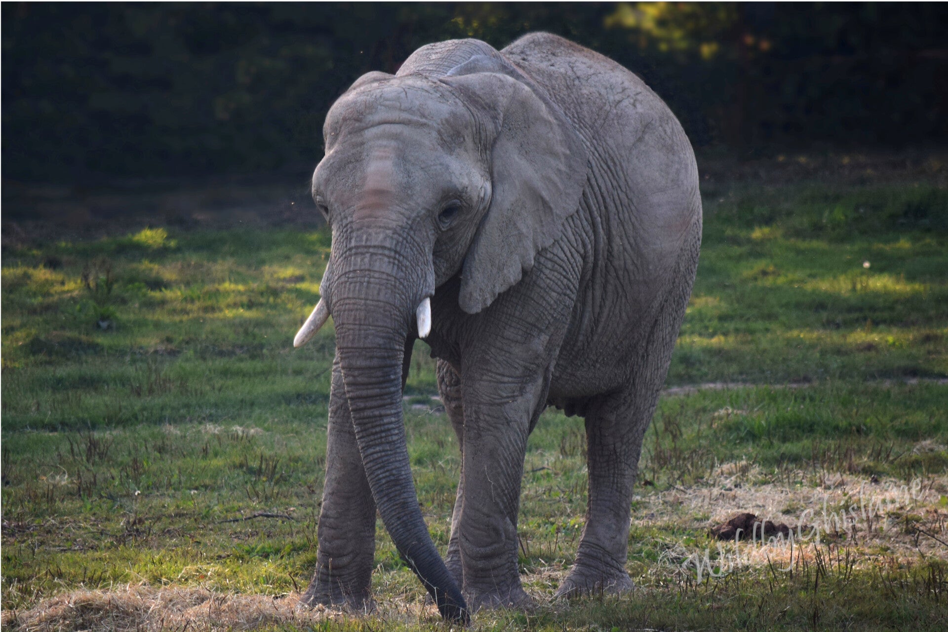 Picture 1 (African Elephant)
