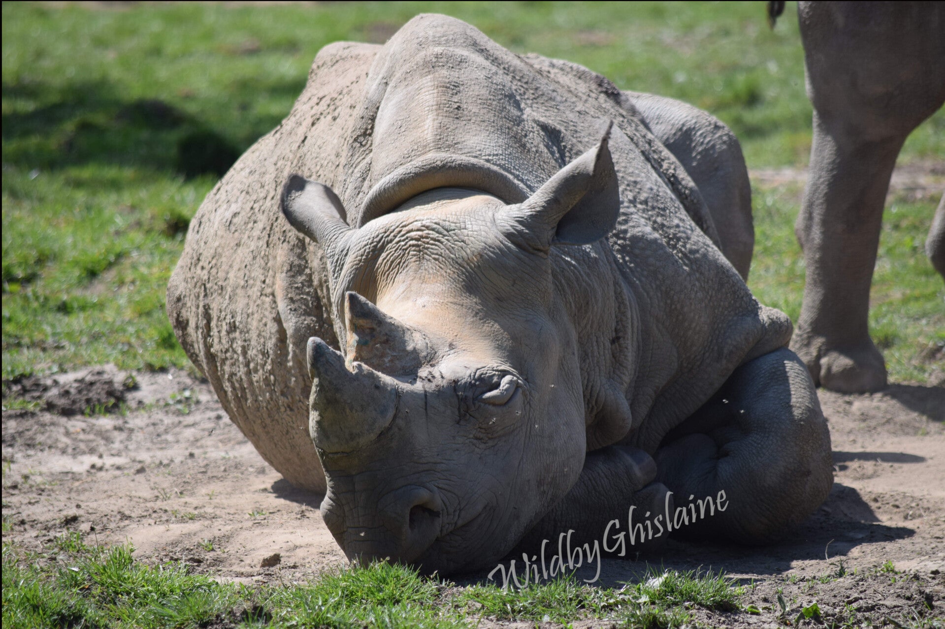 Picture 8 (Black Rhino)