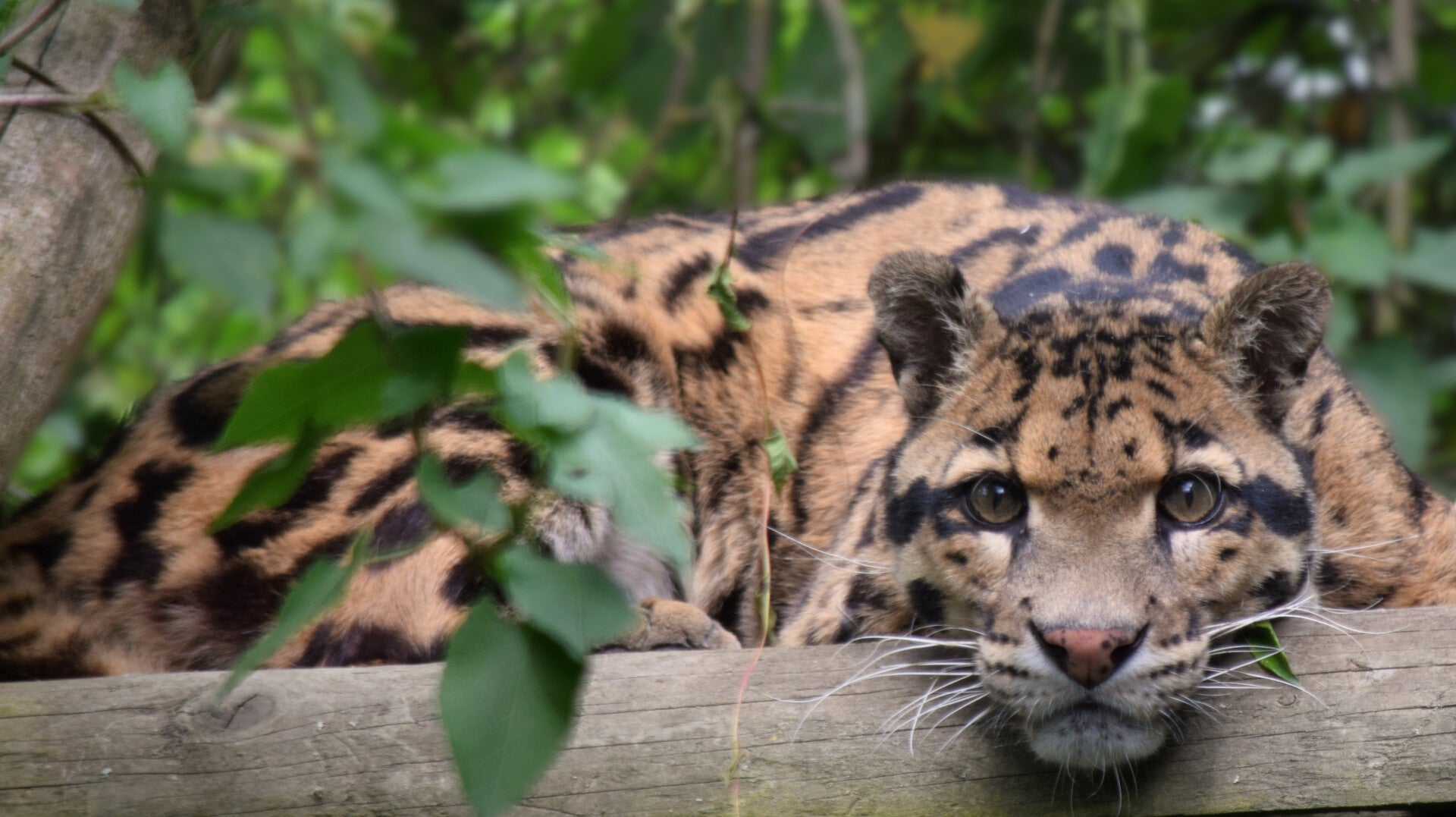 Picture 7 (Clouded Leopard)