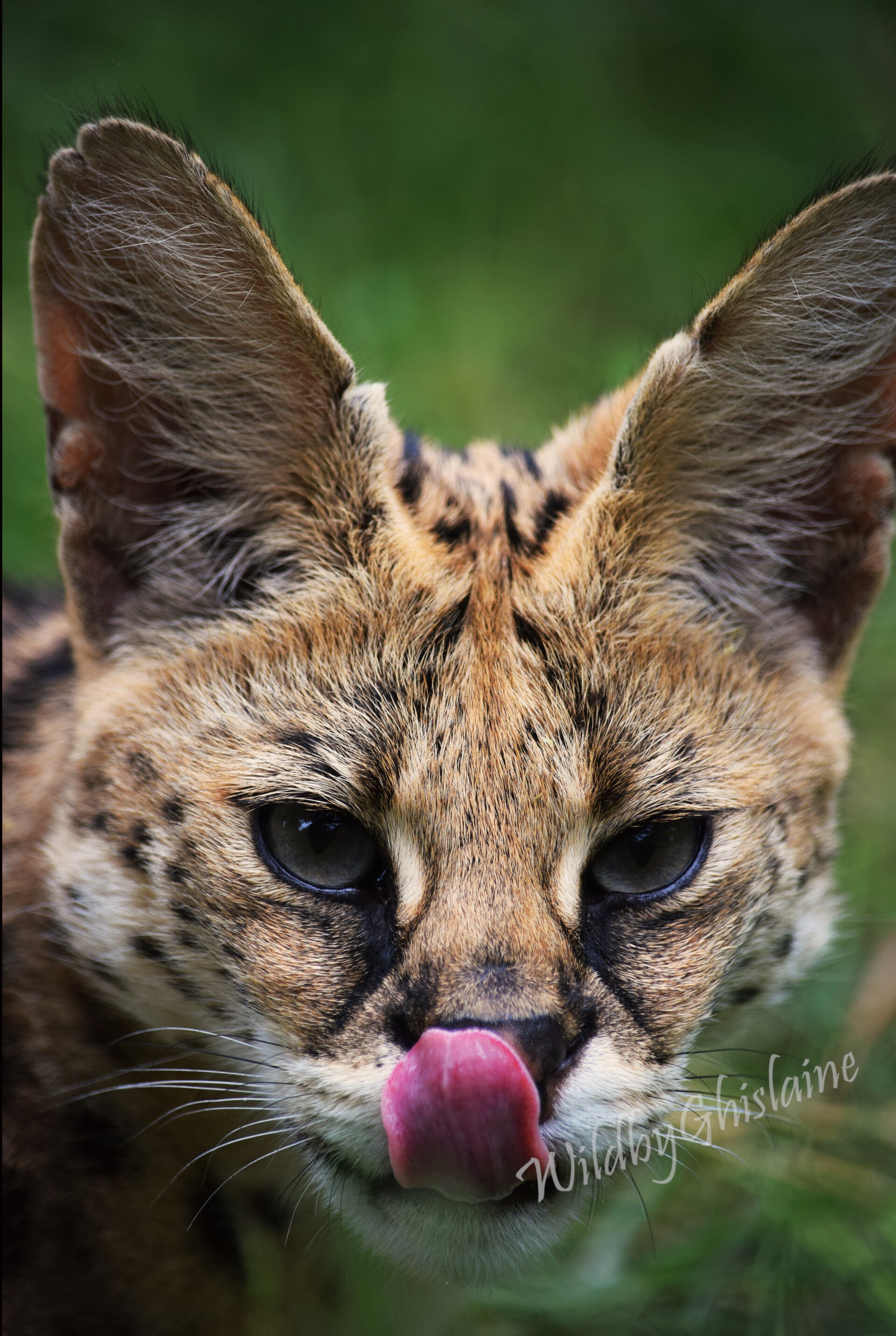 Picture 8 (Serval)