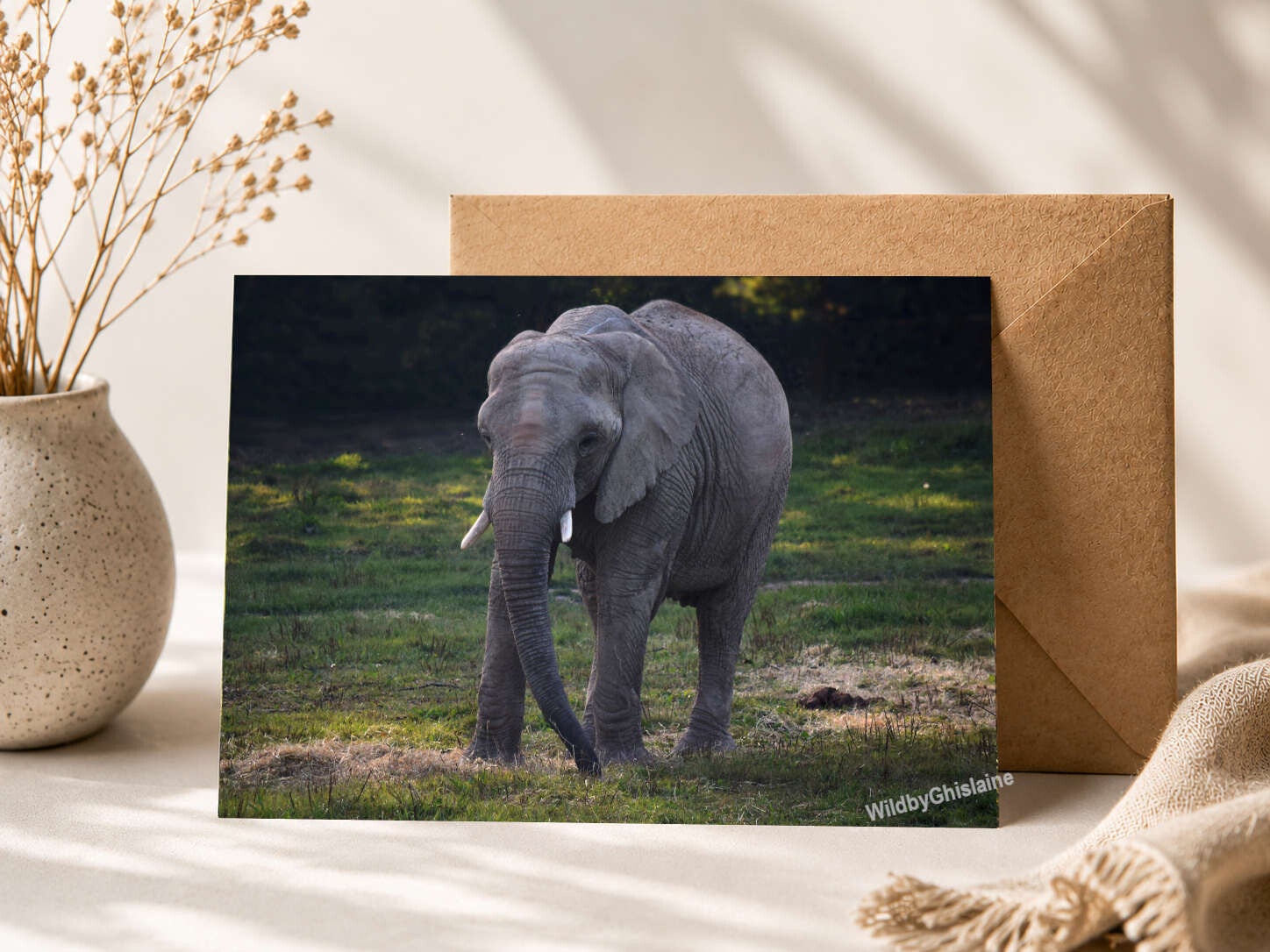 Wild Animals | wildlife greetings cards