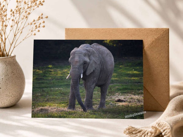 Wild Animals | wildlife greetings cards
