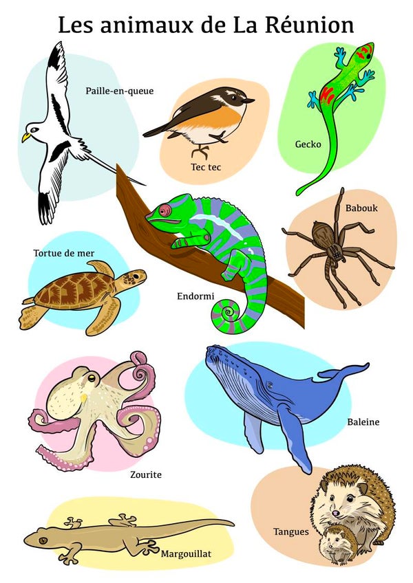 Affiche A3 – Les animaux de La Réunion