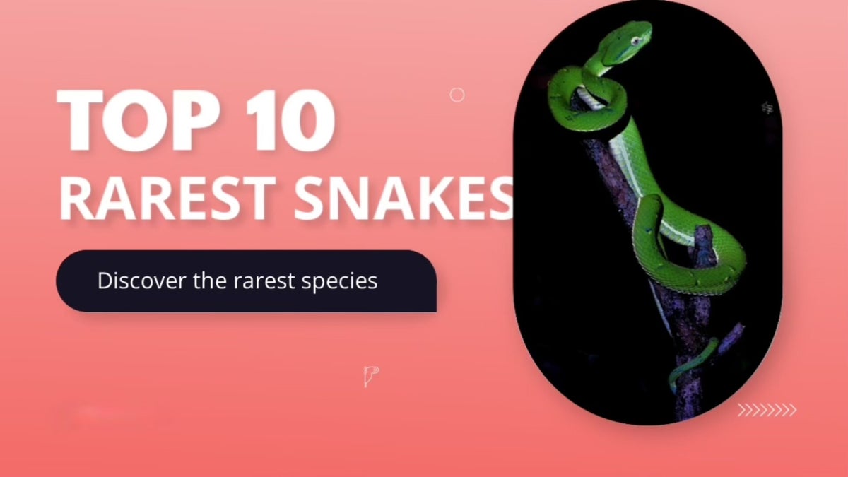 Top 10 rarest snakes! / Blog posts | L.A.D Reptile