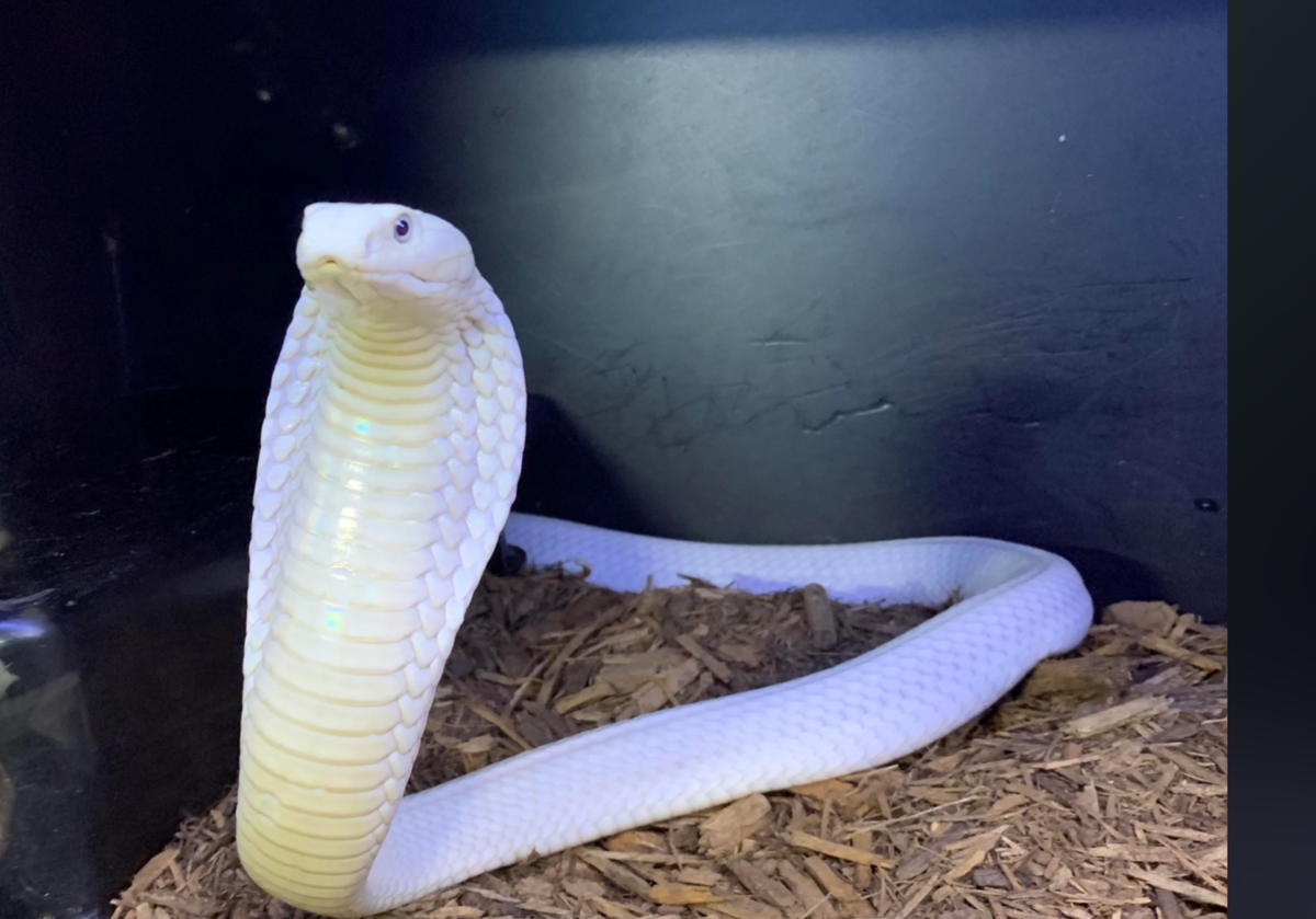 Rarest venomous snakes in the world! / Blog posts | L.A.D Reptile