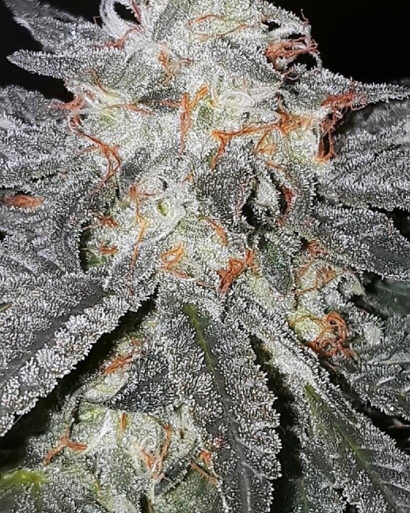 Mountain Breath 10 pack Reg