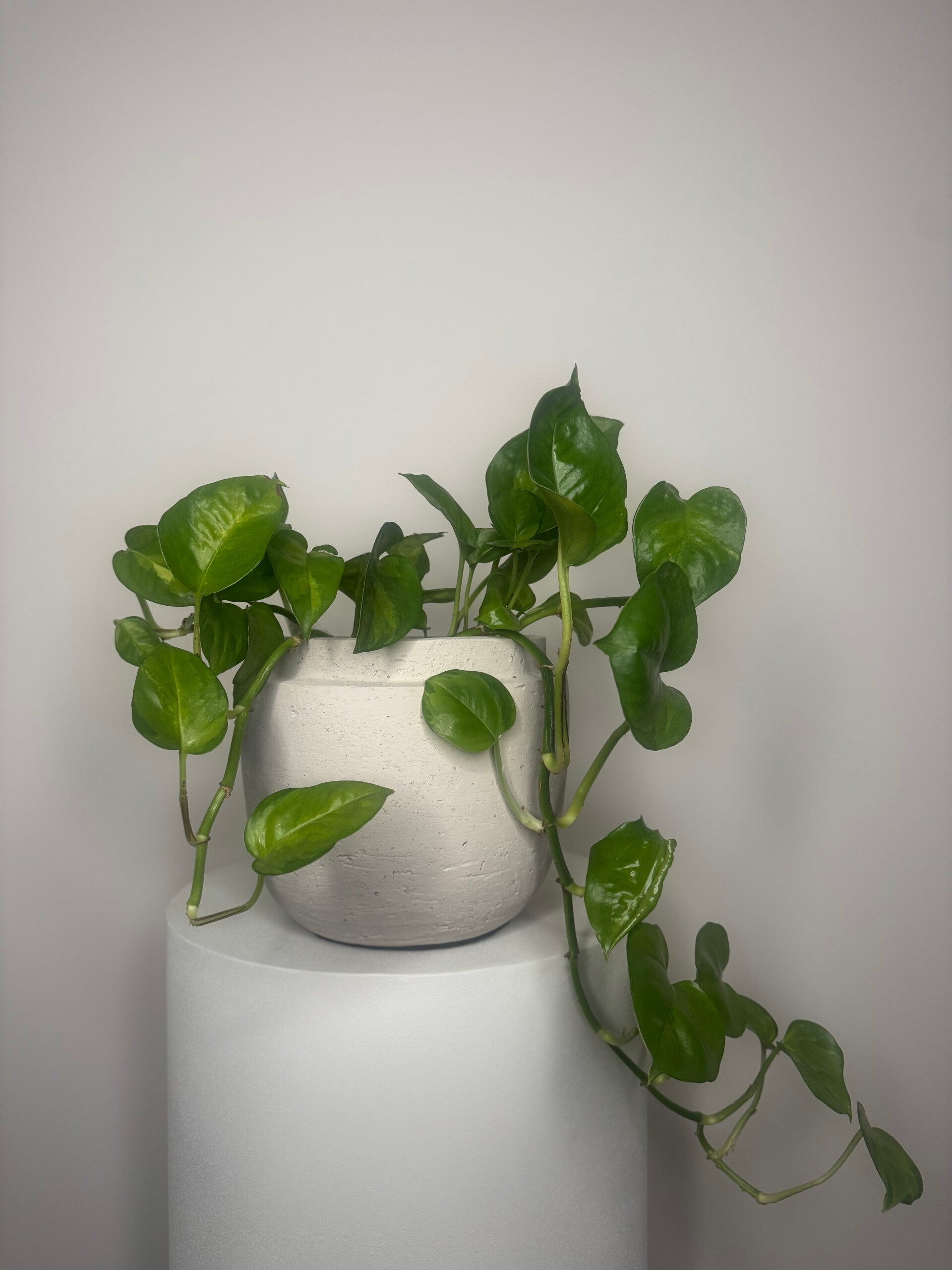 Bloempot