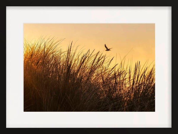 Ashley River / Rakahuri