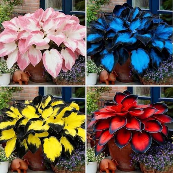 Hosta Seeds for Planting, 200+pcs Rare Perennial Hosta Flower Seeds, Non-GMO Heirloom Long Blooming Plants Shaded Entry Pathway Flowers for Garden Outdoors