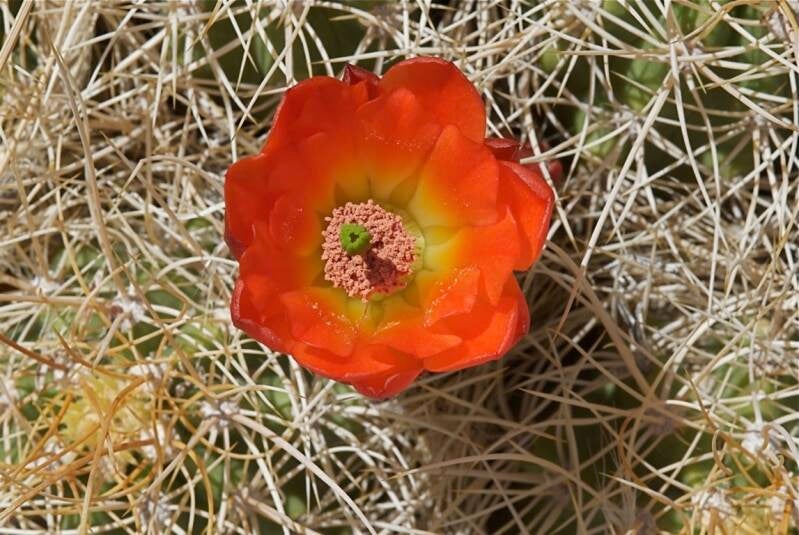 redfloweronbarrelcactus-2.jpg