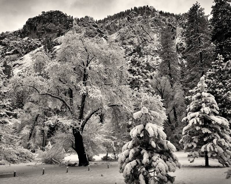 snowtree-yosemite-2.jpg