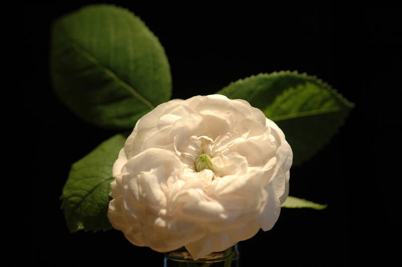 whiteflower-2.jpg