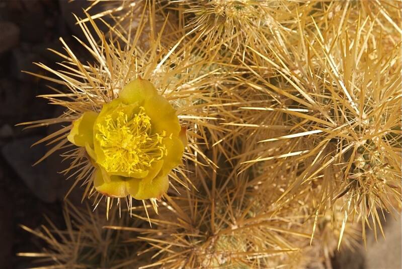 yellowcactusflower-2.jpg
