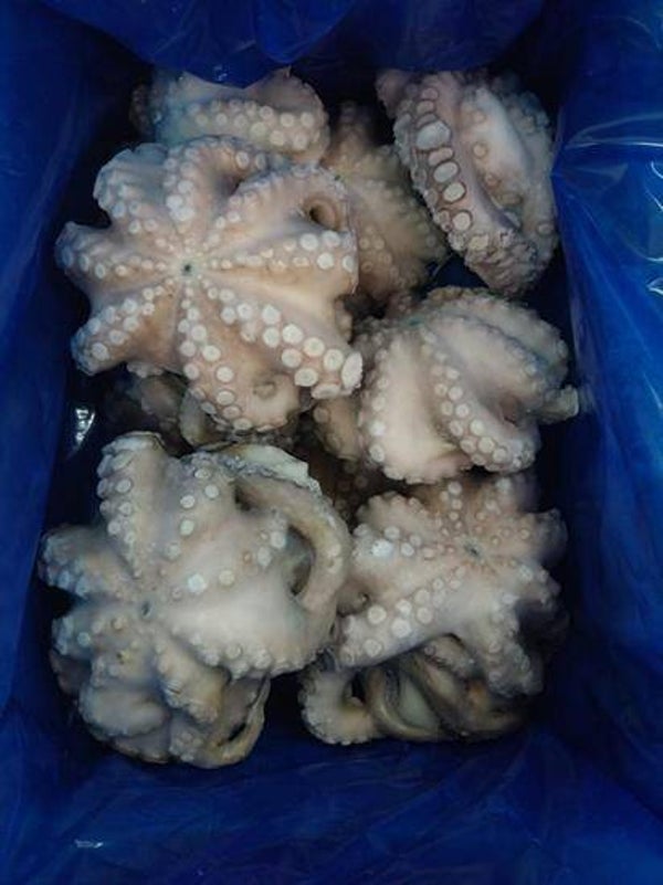 polpo marocco