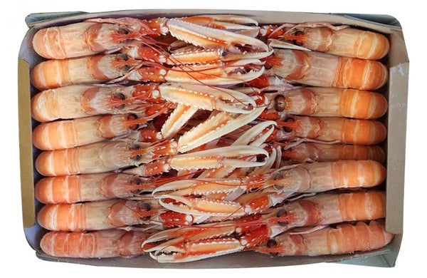 scampi