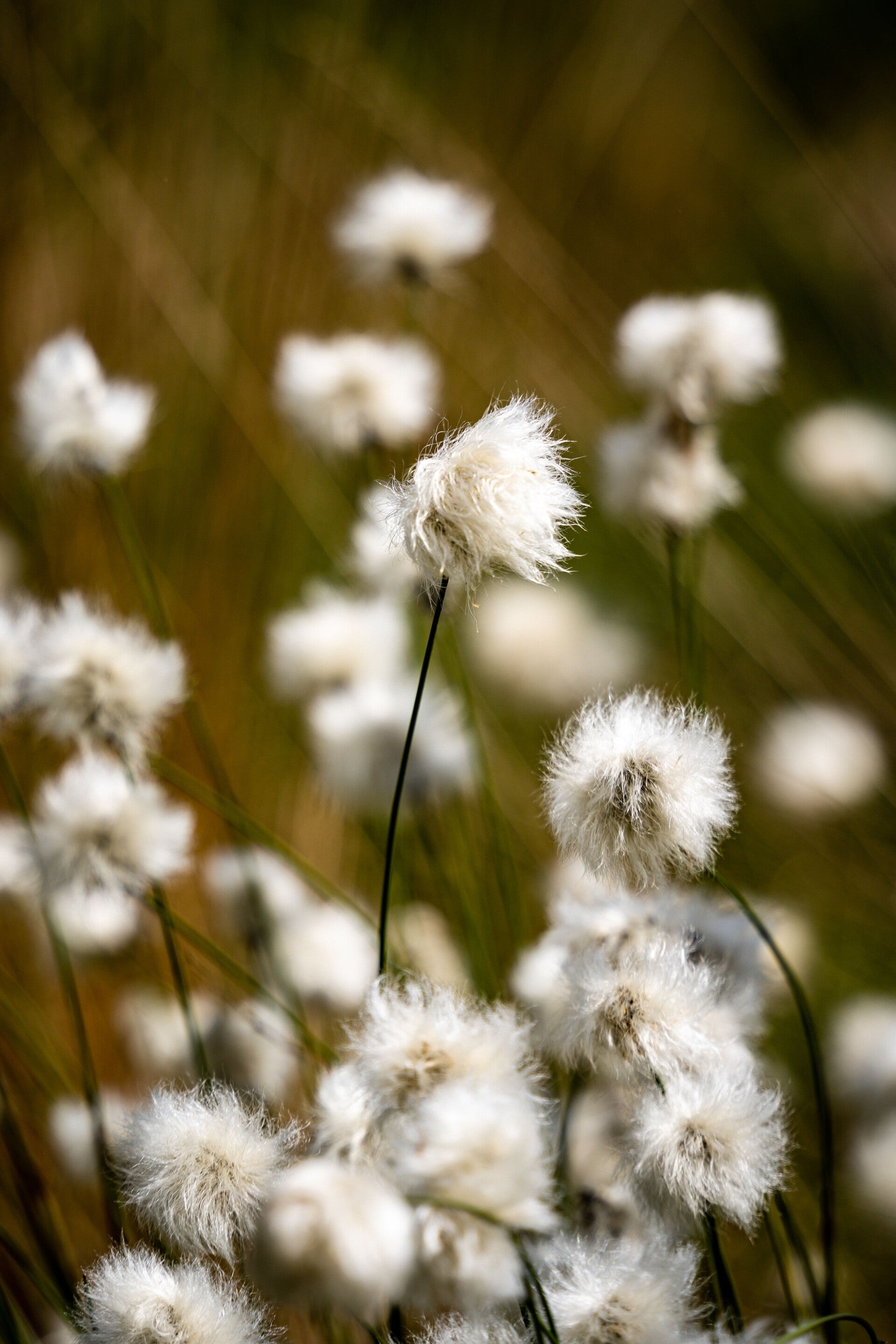 katoengras bloemen in de natuur.