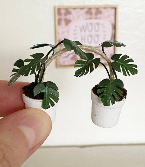 Monstera boogplantje