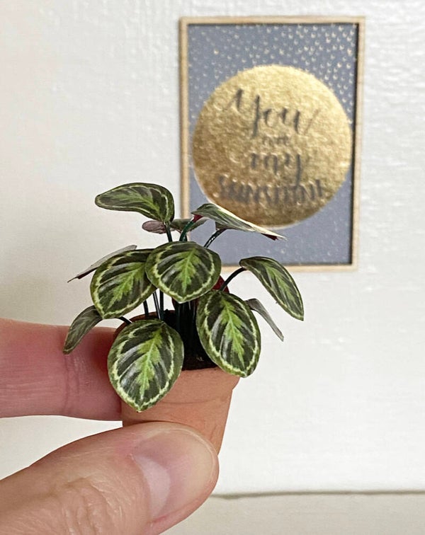 Calathea plant