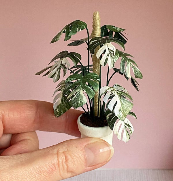 Monstera plant tweekleurig