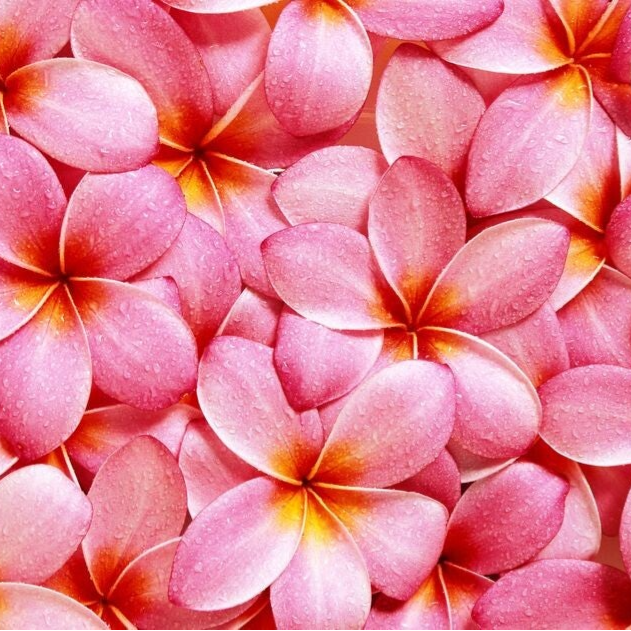 Exotiques & Tropicales