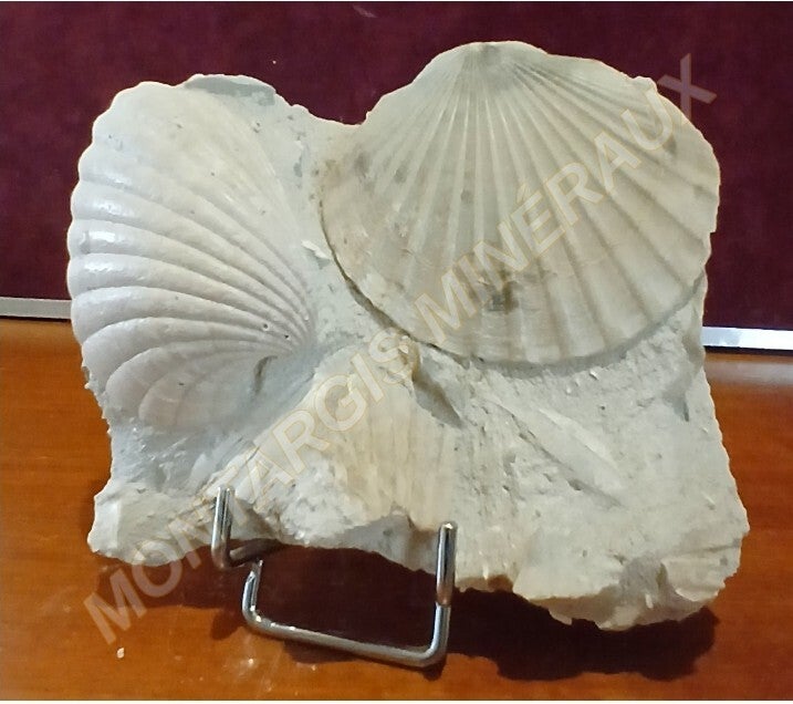 Pecten benedictus 2026-01