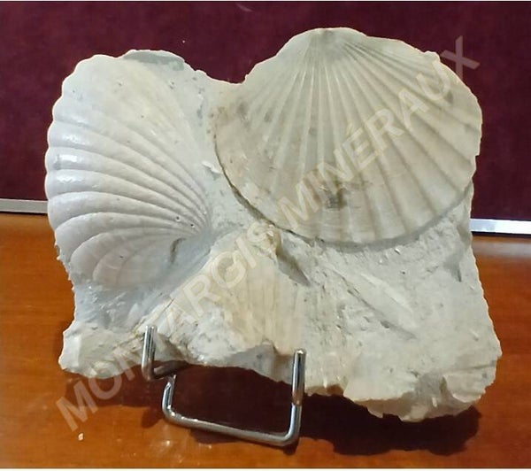 Pecten benedictus 2026-01
