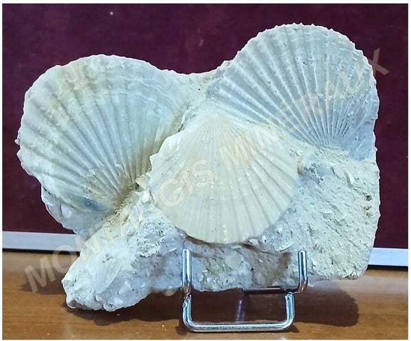 Pecten benedictus 2026-02