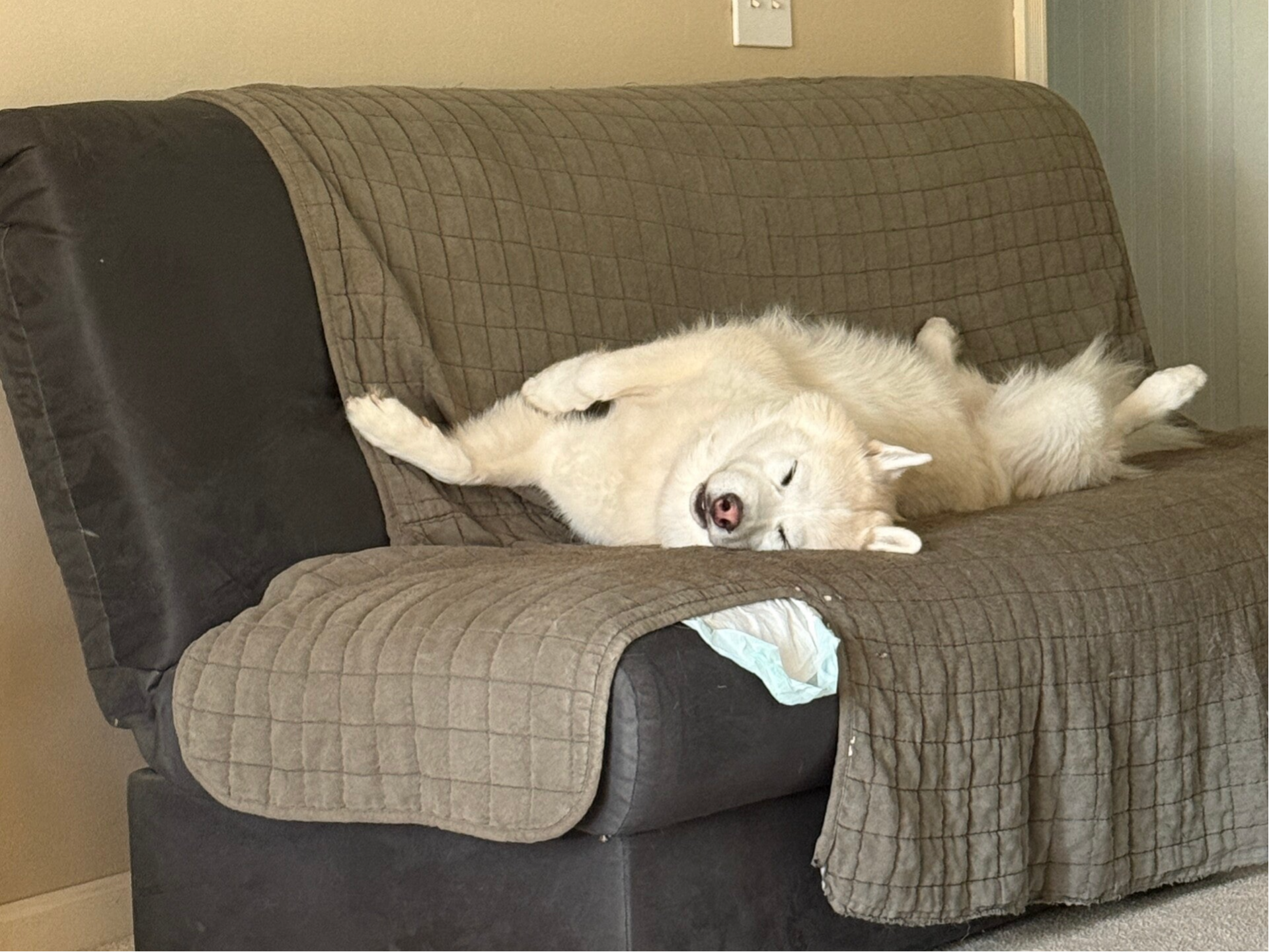 Apollo Resting after a long Day at work