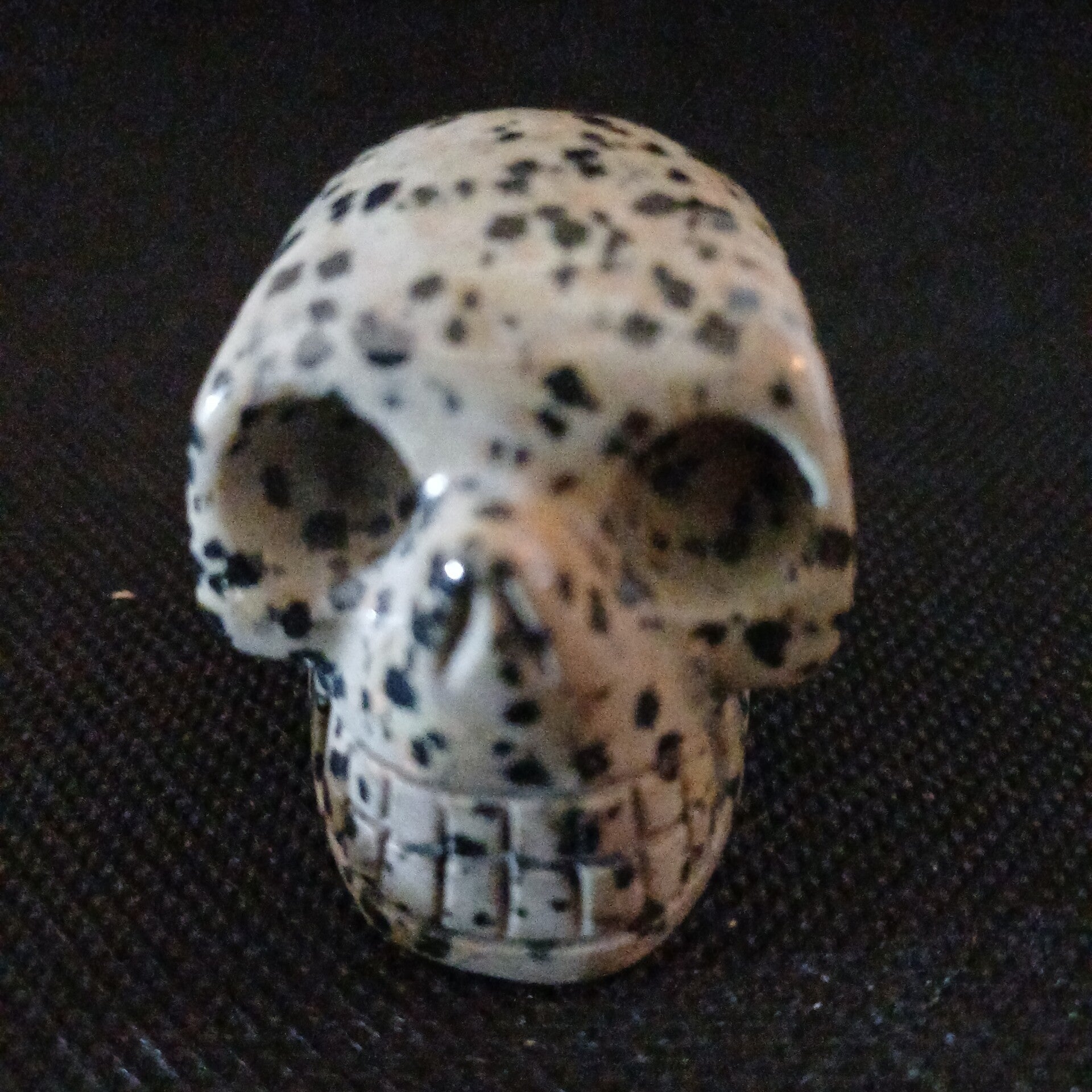 Crâne Jaspe Dalmantien