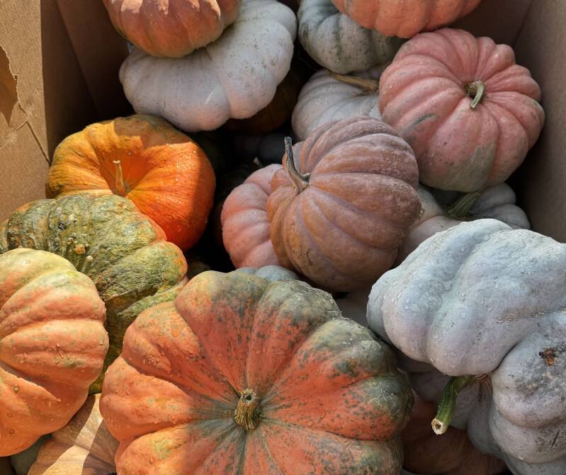 mixed-stacker-pumpkin-7-29-standard-es52ye.jpg