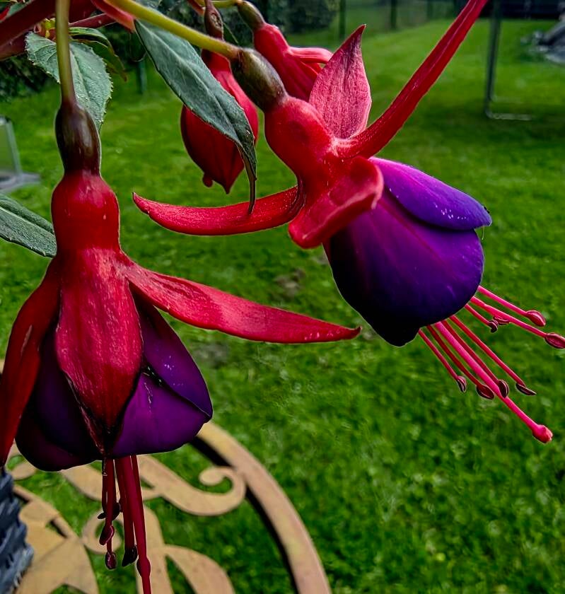 Nahaufnahme einer rot-violetten Fuchsienblüte im Garten. Die außergewöhnlichen Blüten erinnern mit ihren geschwungenen Blättern und leuchtenden Farben an kleine Feen oder tanzende Wesen. Fotografiert im Grünen als Teil der „Engelsherz – Zeichen & Gedanken