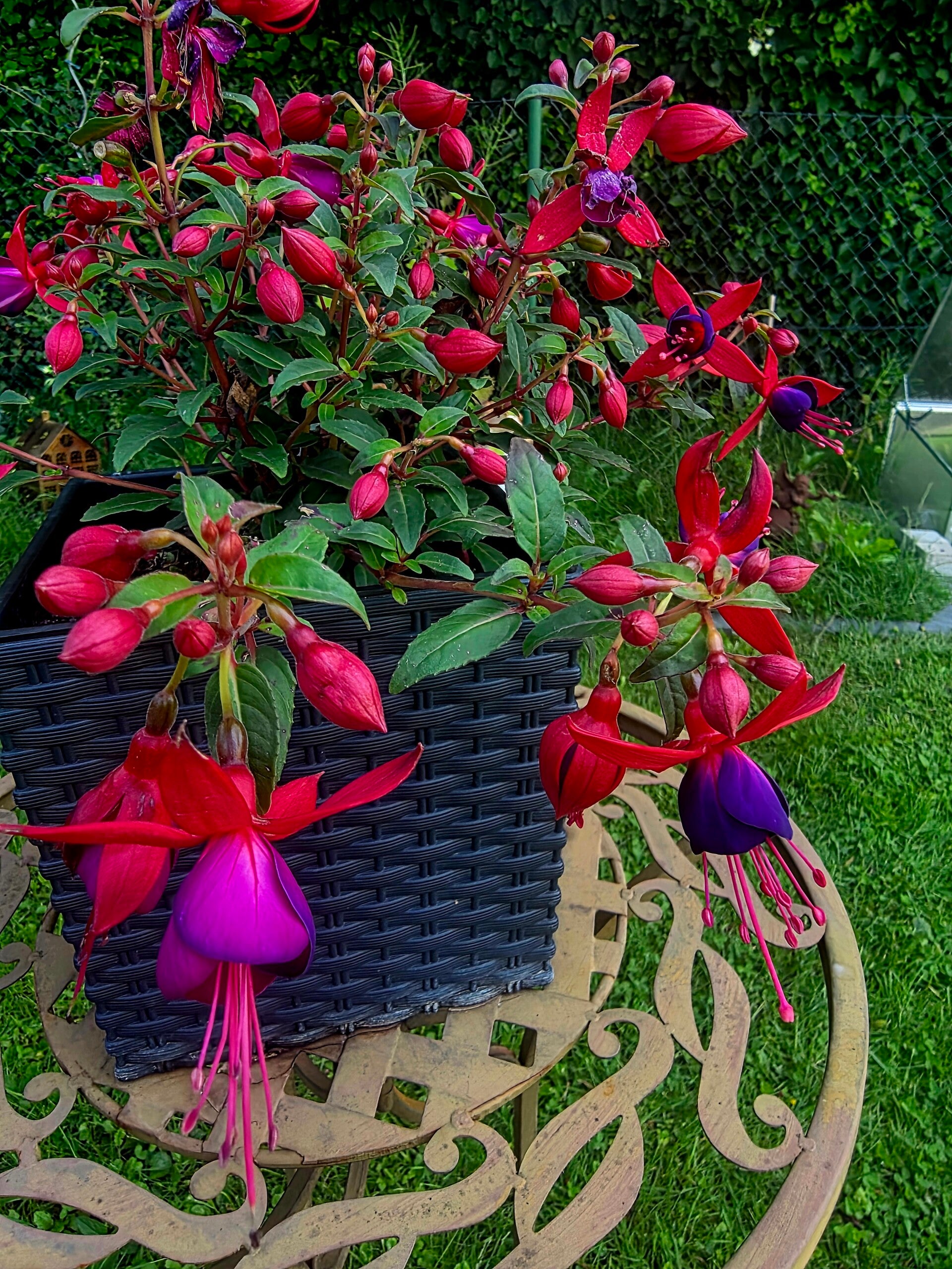 Leuchtende rot-violette Fuchsienpflanze mit vielen geschlossenen Knospen und geöffneten Blüten im Garten. Die außergewöhnlichen Blüten erinnern an kleine Feen oder tanzende Wesen. Fotografiert auf einem Gartentisch im Grünen als Teil der „Engelsherz – Zei