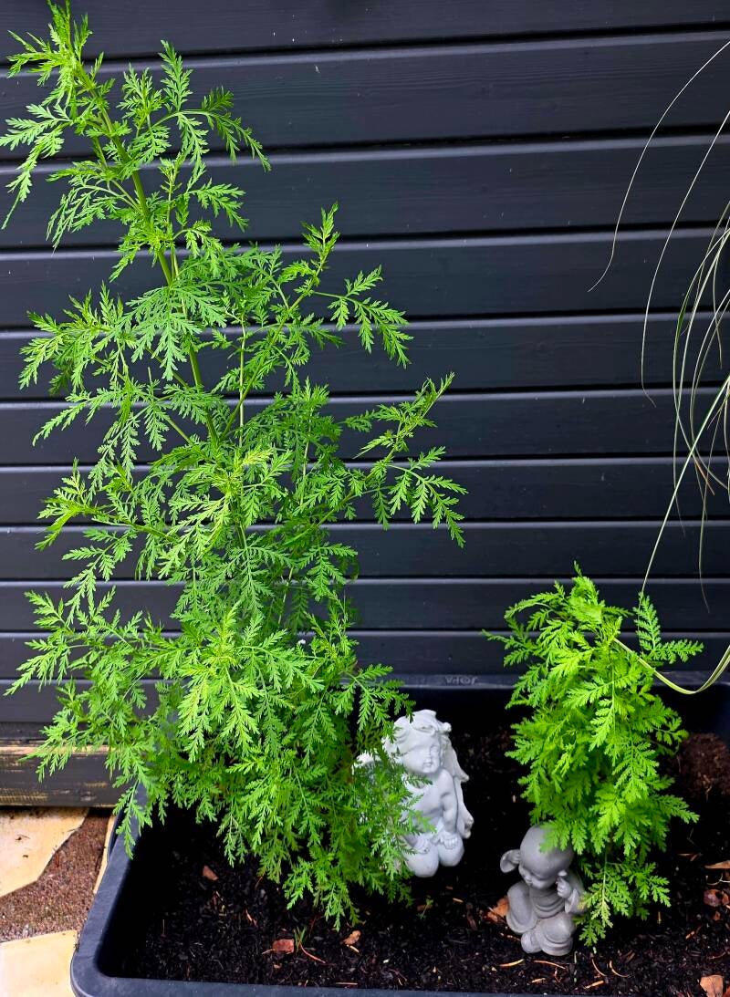 Zwei kräftig gewachsene Artemisia-annua-Pflanzen im Garten vor einer dunklen Holzwand, zwischen Engel und Buddha -Figur