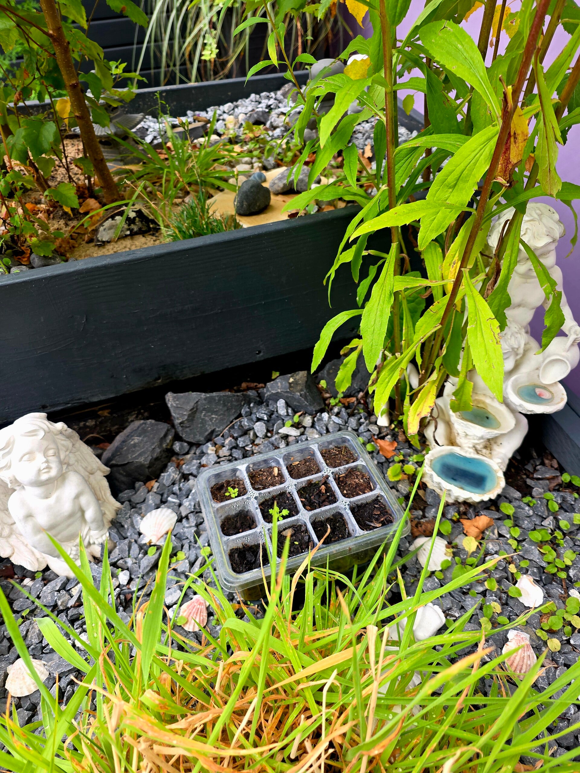 Setzkasten mit kleinen neu gekeimten Artemisia-annua-Pflänzchen zwischen Engel-Figuren im spirituellem Hochbett eines Gartens