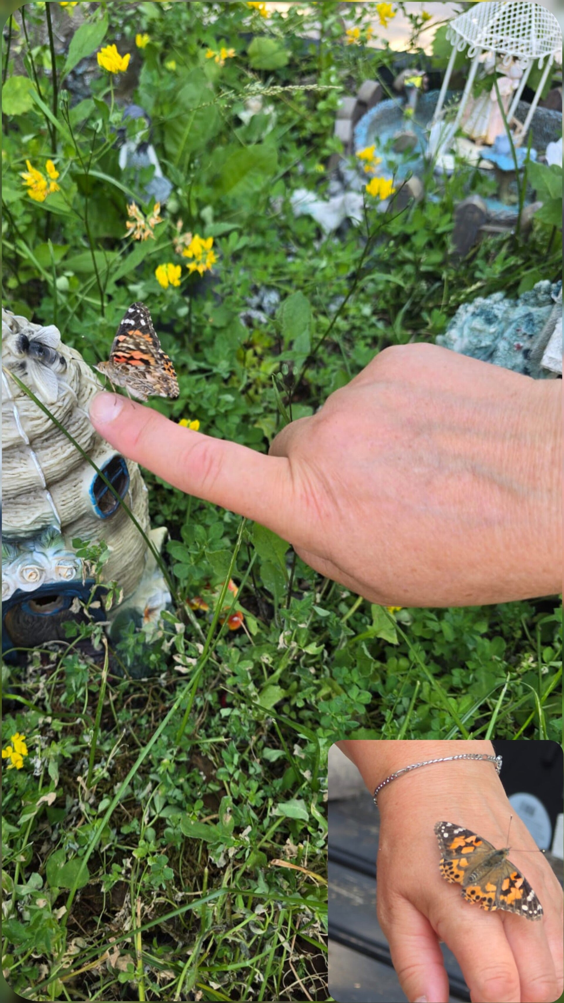 Selbst aufgezogener Schmetterling auf meiner Hand und meinem Finger, kurz vor seiner Freilassung in die Natur