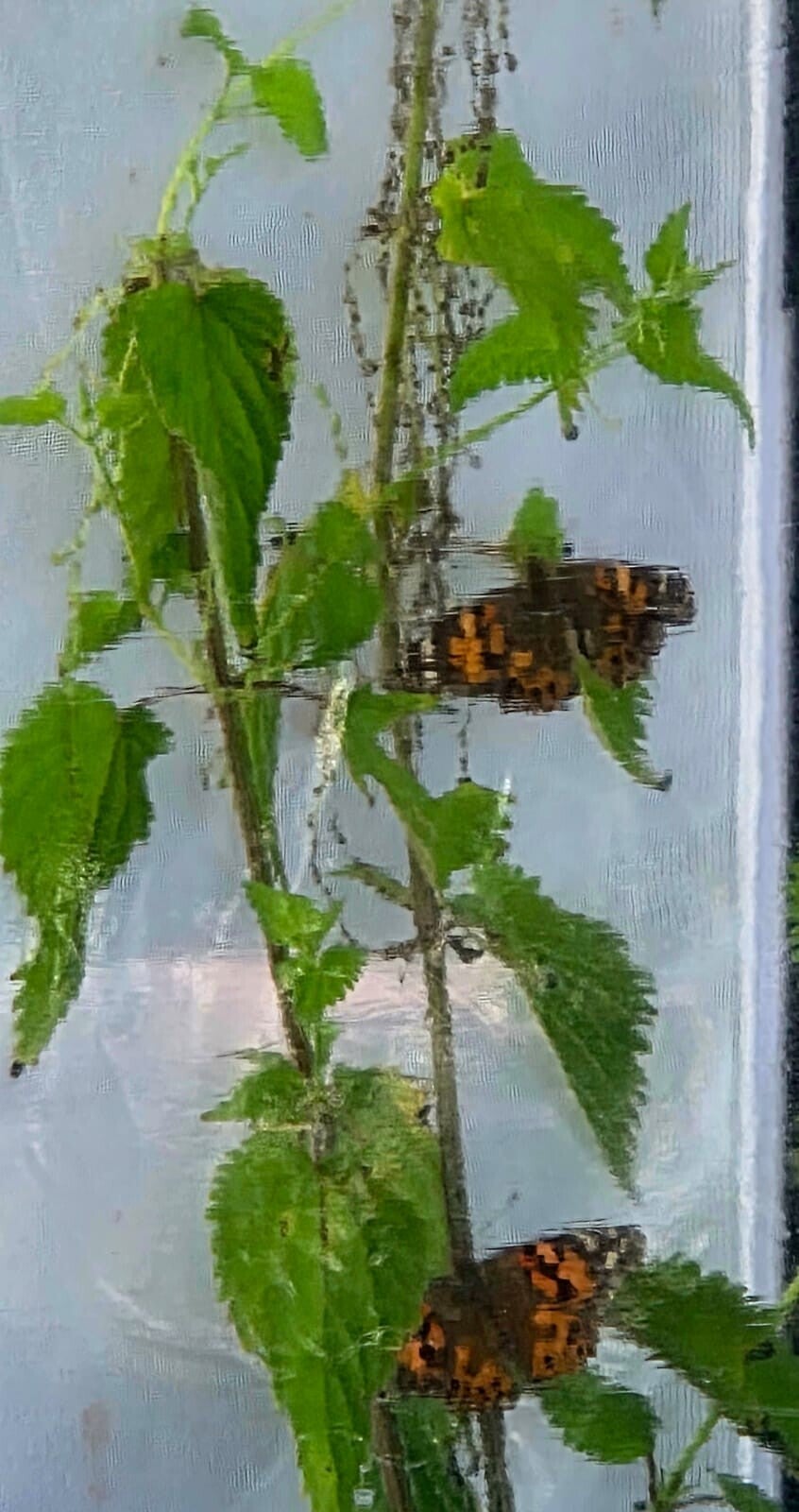 Distelfalter im Schmetterlingshabitat auf frischen Brennesseln. Selbst aufgezogene Schmetterlinge kurz vor ihrer Freilassung und während der Eiablage.