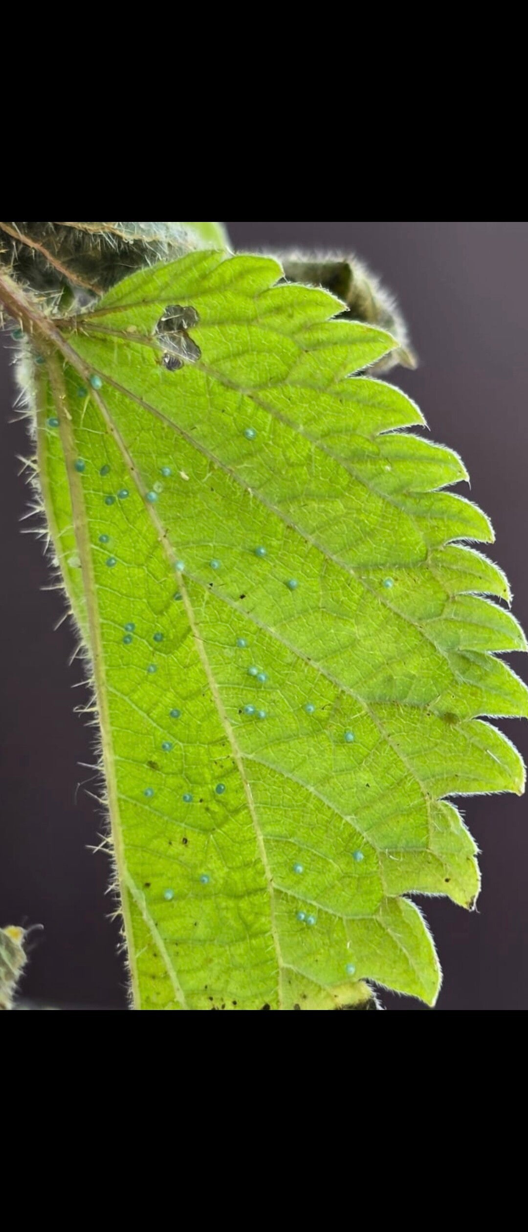 Winzige Distelfalter-Eier auf den Blättern einer Brennnessel – Beginn einer neuen Schmetterlingsgeneration im Naturgarten.