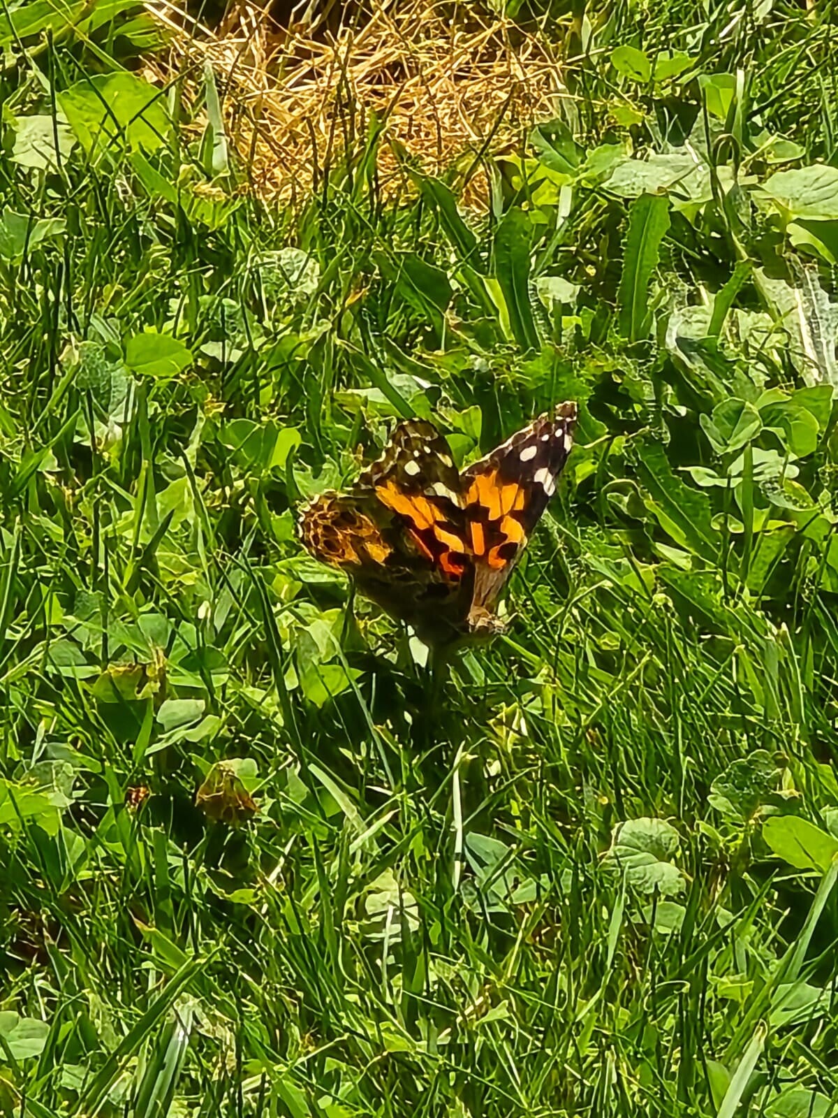 Freigelassener Distelfalter auf einer sonnigen Wiese – selbst aufgezogener Schmetterling in seiner natürlichen Umgebung als Symbol für Freiheit und den Kreislauf des Lebens.