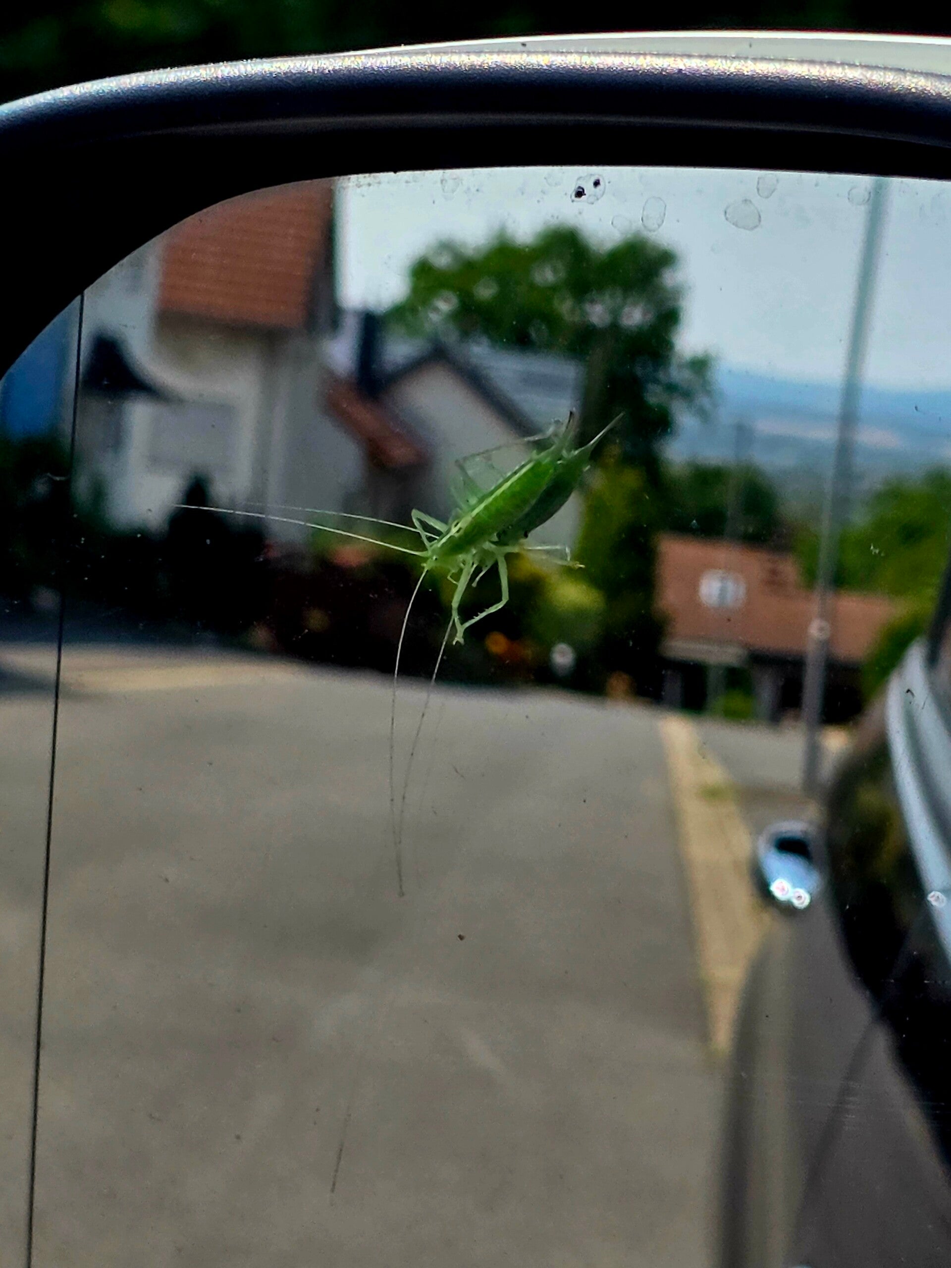 Grüne Laubheuschrecke auf dem Außenspiegel eines Autos während einer Fahrt.