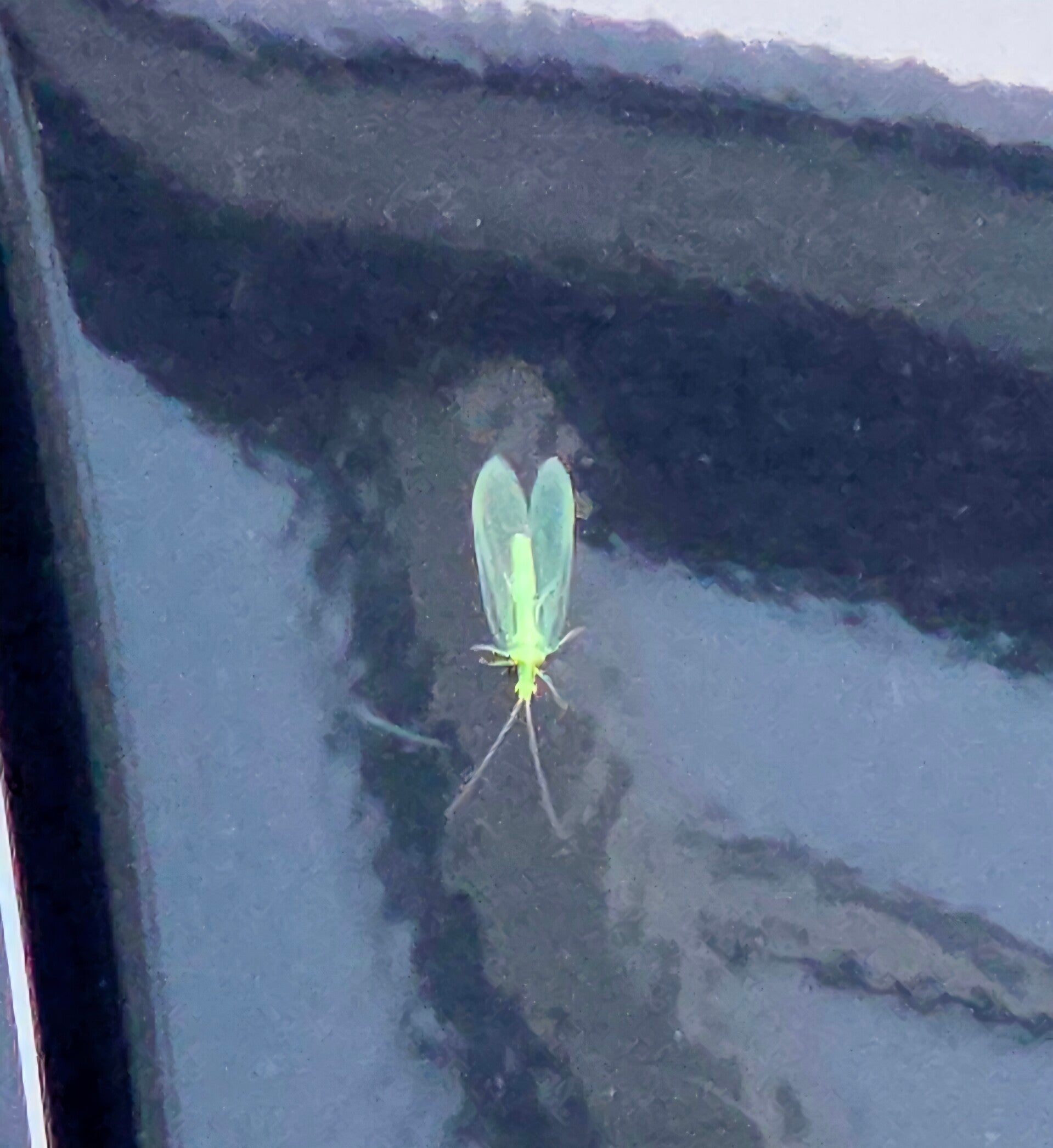 Zarte grüne Florfliege auf der glänzenden Oberfläche eines geparkten Autos.